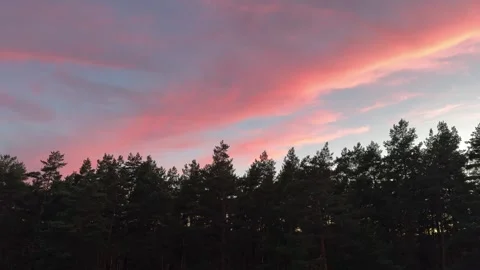 Pink sunset clouds glow above the dark silhouettes of a pine forest Stock Footage 341951170