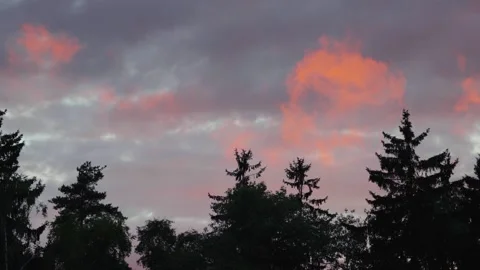 Pink sunset clouds glowing over dark pine tree silhouettes Stock Footage 344462926