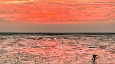 Pink Sunset Reflection Over Coastal Mudflat Wetland Stock Photos