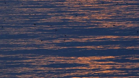 Pink sunset on the sea, seagulls floating on the water. Stock Footage 122907253