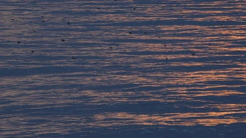 Pink sunset on the sea, seagulls floating on the water. Stock Footage 122910107