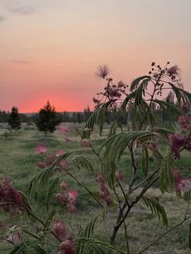 Pink sunset sky Stock Photos