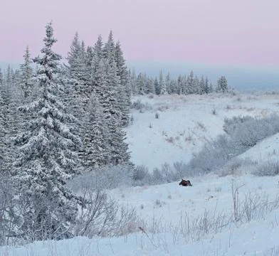 Pink sunset with sleeping moose Stock Photos