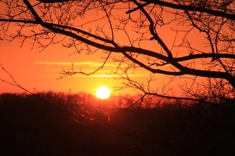Pink sunset through tree branches Stock Photos