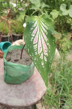 Pink Symphony Caladium leaf plant on farm Stock Photos