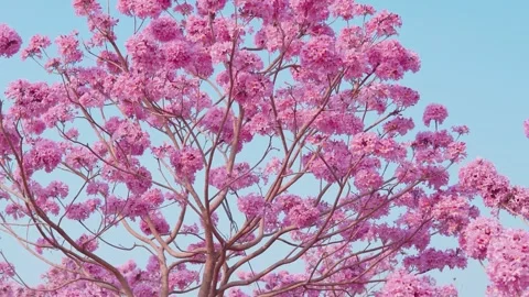 Pink Tabebuia Flowers Blooming on Tree Branches Against Clear Blue Sky in Spring Stock-Footage 341950925