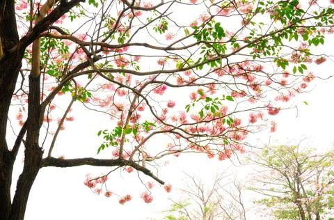 Pink Tabebuia Stock Photos