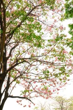 Pink Tabebuia Stock Photos