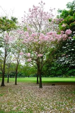 Pink Tabebuia Stock Photos