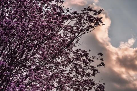 Pink Tabebuia Tree Full Bloom Dramatic Sky Bartow Florida Spring Stock Photos