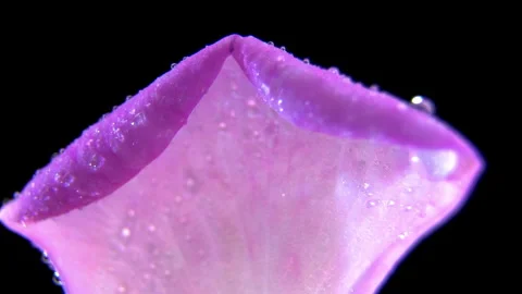 Pink Tea Rose Petal with Visible Venation Rotating in Studio (Rosa x odorata) Vidéo 340523830