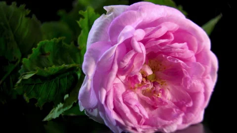 Pink Tea Rose with Stem and Leaves Rotating on Black Background Vidéo 340523711