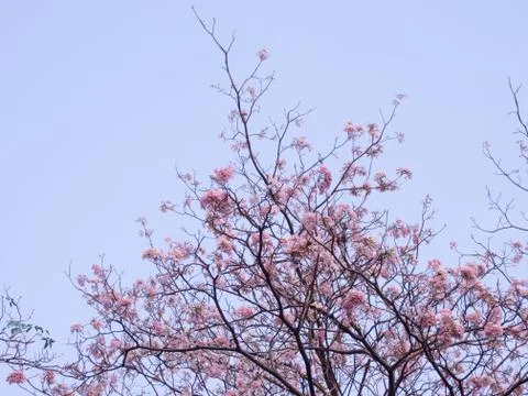 Pink tecoma flower Stock Photos