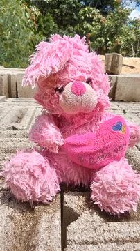 Pink teddy bear Stock Photos