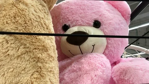 Pink teddy bear toy inside box ring Stock Footage 205532413