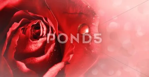 Pink tenderness. red rose with water droplets, abstract backgrounds Stock Photos