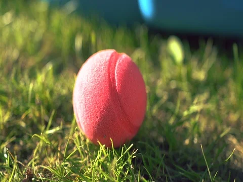Pink Tennis Ball on Grass Stock Footage 80943659