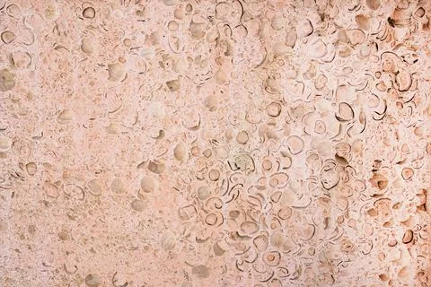Pink texture of coquina limestone. Shell rock Stock Photos