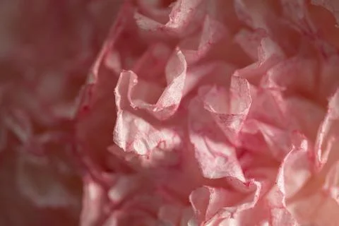 Pink Textured Material Close Up Stock Photos