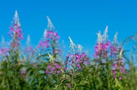 Pink thickets of Ivan tea at the beginning of flowering against a blue clear  Stock Photos