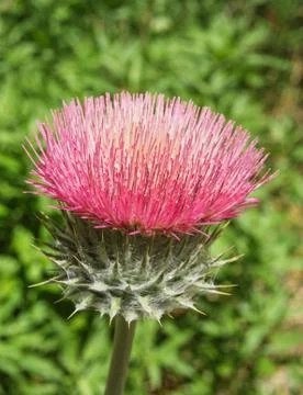 Pink thistle flower Stock Photos