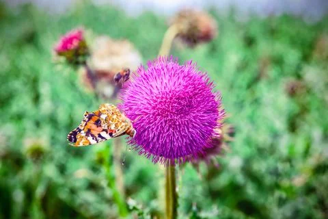 Pink thistle flower Stock Photos