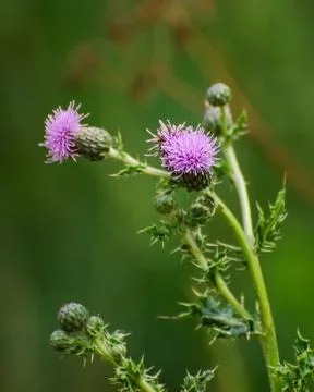 Pink Thistle Stock Photos