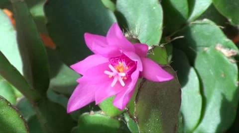 Pink time lapse flower Stock Footage 3050701