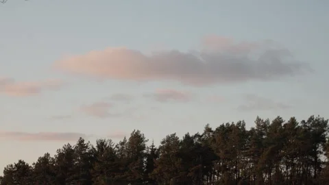 Pink-tinted cloud over pine forest canopy at sunset. 4K 60fps. Vídeos de archivo 334125316