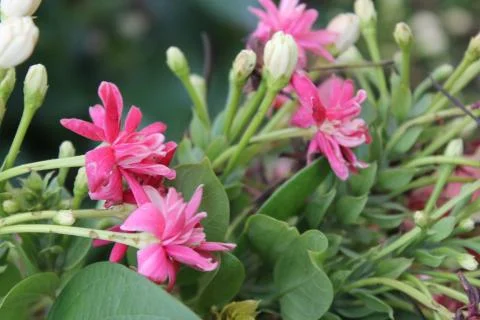 Pink tiny Flowers 写真素材