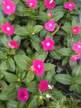 The pink tiny flowers Stock Photos