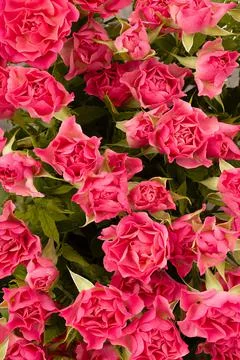 Pink tiny spray roses texture, top view, flowers background. 写真素材