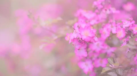 Pink tone flower 스톡 동영상 64749981