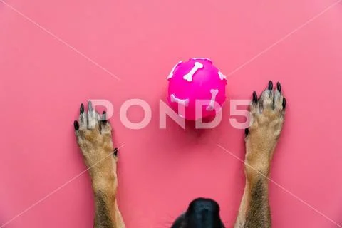 Pink toy ball lies between the dog's front paws on a pink background Stock Photos
