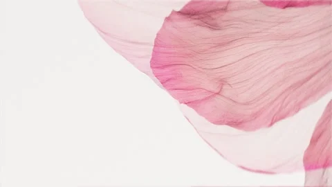 Pink translucent flower petals close up swaying gently in wind 스톡 동영상 336017455