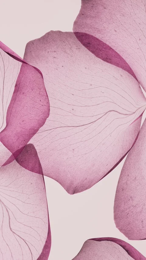 Pink translucent flower petals close-up moving and overlapping with delicat.. 스톡 동영상 337713092
