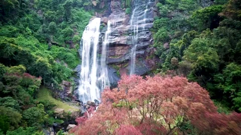 Pink Tree and Waterfall - Sri lankas Most Beautiful Waterfall jungle Stock Footage 248066827