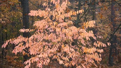 Pink Tree in Autumn Forest Background Motion Cam Stock-Footage 119317829