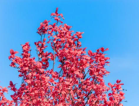 Pink Tree on the Background of the Summer Sky Stock Photos