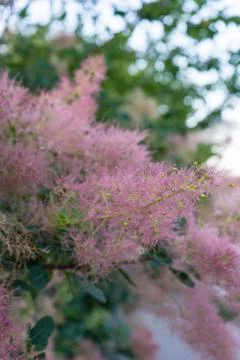 Pink tree with beautiful flower bud in spring Stock Photos