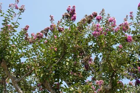 Pink tree blooming in front of blue sky Stock Photos