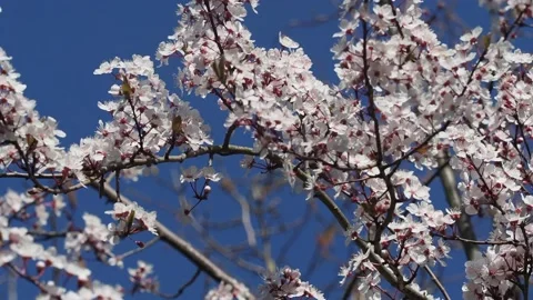 Pink Tree Blossom Blowing In The Wind With A Blue Sky In The Background Stock Footage 150819383