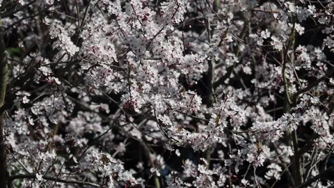 Pink Tree Blossom Blowing In The Wind Stock Footage 150821143