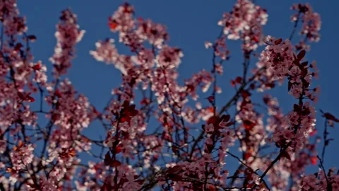 Pink tree blossoms blooming under clear spring sky Stock Footage 335382194