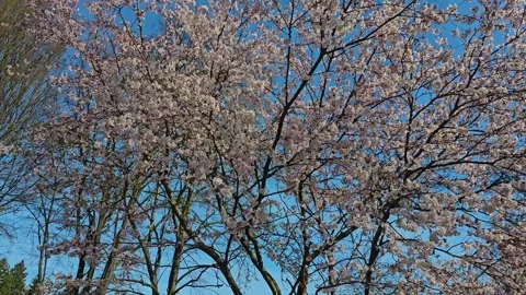 Pink tree blossoms Stock Footage 271525809