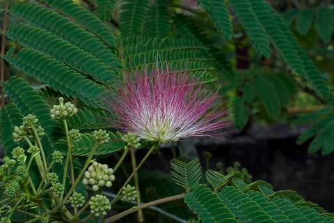 Pink tree blossoms Stock Photos
