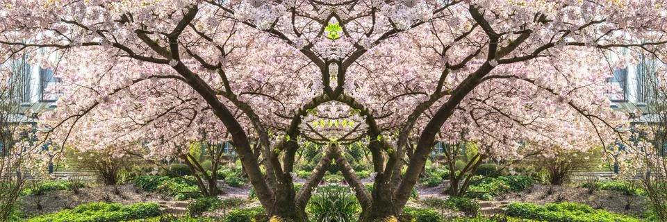 Pink tree blossoms in spring Foto stock