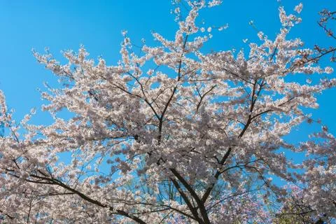 Pink tree blossoms in spring Stock Photos