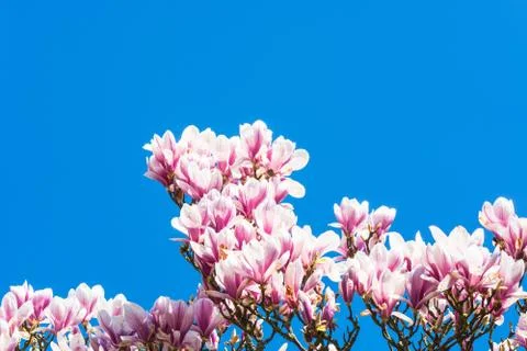 Pink tree blossoms in spring Stock Photos