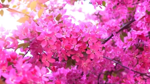 Pink tree in daylight, branches of spring flowering tree, fruit tree, slow Vídeo Stock 89223814